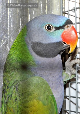 1-Bundessieger sonstige GS-Papageien, Chinasittich wildfarbig