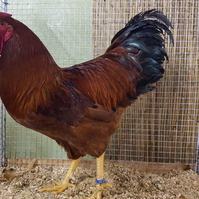 2019 Verkaufsschau