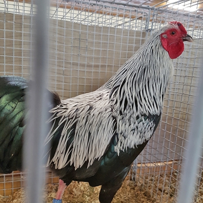 2019 Verkaufsschau