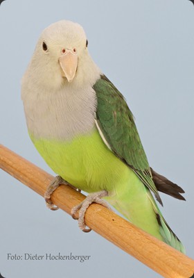 APC-1- 1 Platz Gr 2 Marco Diedler Grauköpfchen (Agapornis canus) 94P