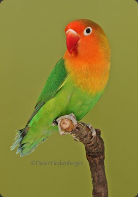 APF-1 Roland Müller Pfirsichköpchen (Agapornis fischeri) wf 93P 