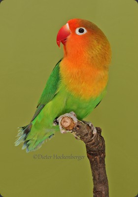 APF-1 Roland Müller Pfirsichköpchen (Agapornis fischeri) wf 93P 