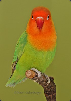 APF-M Dieter Hockenberger Pfirsichköpchen (Agapornis fischeri) Mutation pastellgrün 91P 