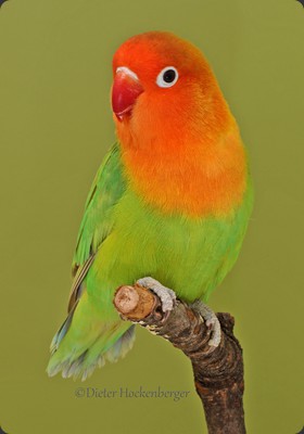 APF-M Dieter Hockenberger Pfirsichköpchen (Agapornis fischeri) Mutation pastellgrün 91P