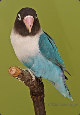 APF-M Dieter Hockenberger Pfirsichköpchen (Agapornis fischeri) Mutation pastellgrün blau 91P