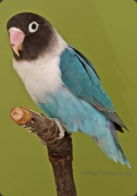 APF-M Dieter Hockenberger Pfirsichköpchen (Agapornis fischeri) Mutation pastellgrün blau 91P 