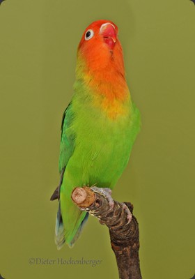 APL-1 Reinhard Kahle Erdbeerköpfchen (Agapornis lilianae) 92P 