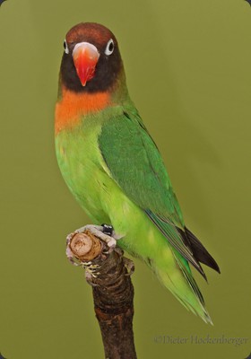 APN-1 Eberhard Westphal Rußköpßfchen (Agapornis nigrigeni) 93P 