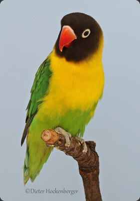 APP-1- 1 Platz Gr 1 Roland Müller Schwarzköpfchen (Agapornis personatus) wf 94P