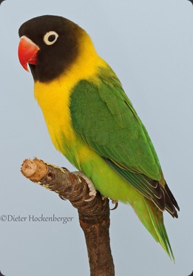 APP-1- 1 Platz Gr 1 Roland Müller Schwarzköpfchen (Agapornis personatus) wf 94P