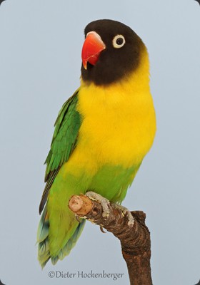 APP-1- 1 Platz Gr 1 Roland Müller Schwarzköpfchen (Agapornis personatus) wf 94P