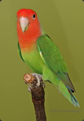 AR-1 Erich Listing Rosenköpfchen (Agapornis roseicollis) grün 89P 