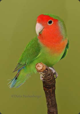 AR-1 Erich Listing Rosenköpfchen (Agapornis roseicollis) grün 89P 
