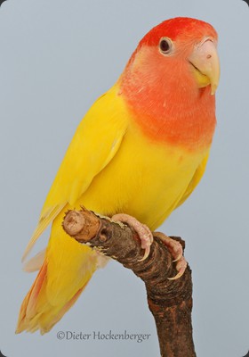 AR-M- 1 Platz Gr 4 Erich Listing Rosenköpfchen (Agapornis roseicollis) Mutation lutino 92P 