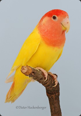 AR-M- 1 Platz Gr 4 Erich Listing Rosenköpfchen (Agapornis roseicollis) Mutation lutino 92P 